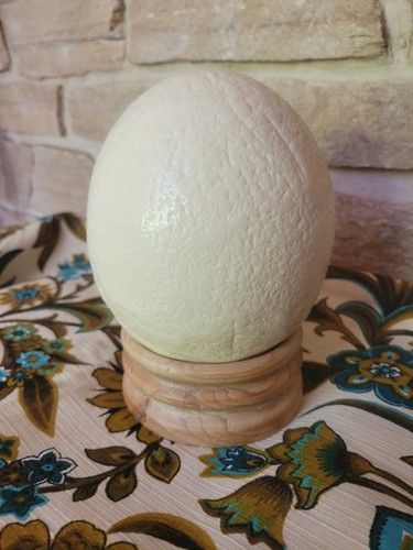 œuf autruche cabinet de - Œuf,