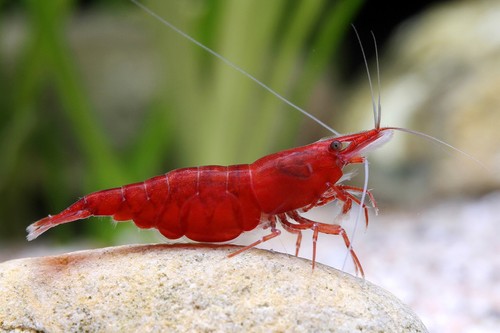 Lot crevettes rouge - de,