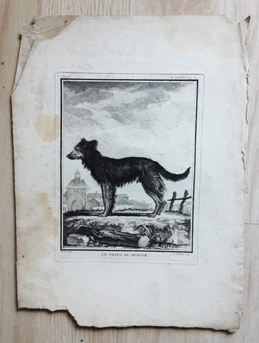 Gravure animaux chien - gravure,