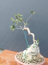 Bonsaï aubépine 42 x 25 cm