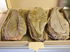 ~100 super feuilles de