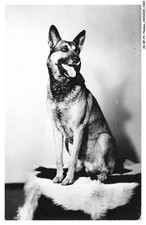 CD-BFP1-0963-DOG - German Shepherd