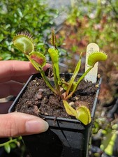 Dionaea Dracula x Purple Giant