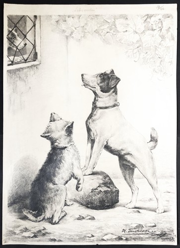 Jack russel terrier chien - russel,