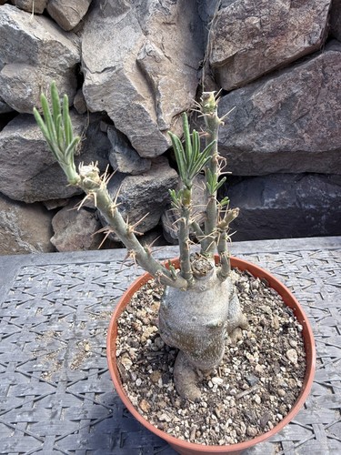 Pachypodium succulentum - ,