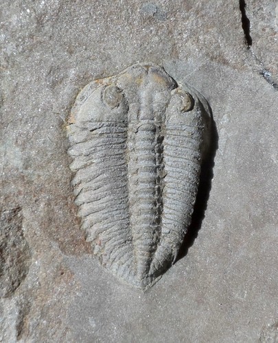 Trilobite ordovicien maroc - ordovicien, du