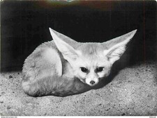 Carte Postale - Animaux -