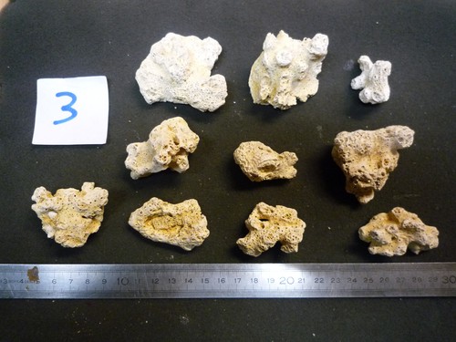 Coraux corail diplhelia - -,