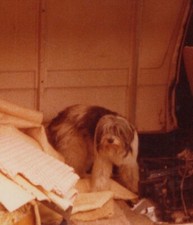 Dog Shih Tzu in Van with Blankets Casual Scene Cute adorable Pet