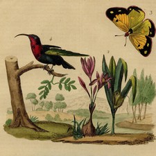 Décoration Papillon Coliade