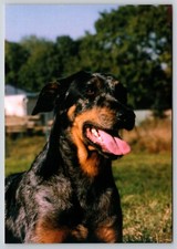 Postcard Beauceron Harlequin Dog Breed Canis lupus familiaris