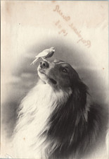 Canari sur le museau d'un