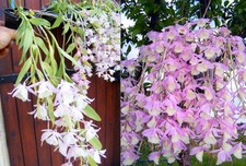 Dendrobium pierardii x