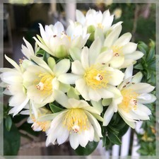 1 bouture de Groseilles des