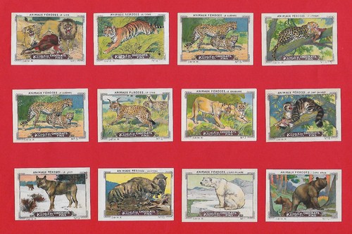 Wild animals feline mammal - feline,