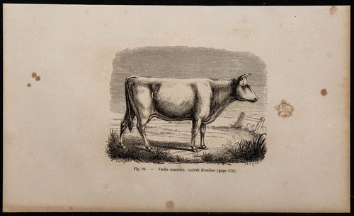 1860 vache comtoise - 1860,