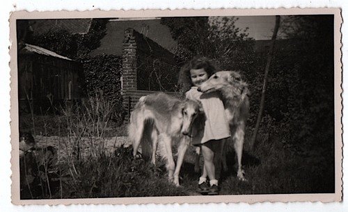 Photo anonyme chien lévrier - photo,