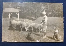 Berger Et Ses Deux Chiens 