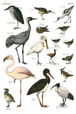 Antique document birds waders raptors from the 1953 book