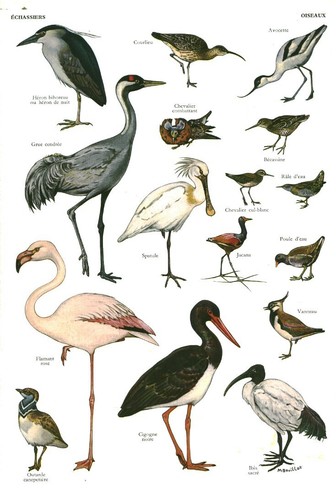 Document ancien oiseaux