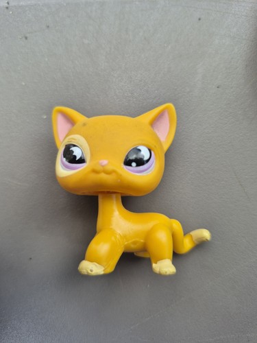 Petshop european cat 855 - european,