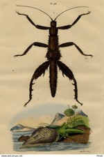 Phasianelle Insect Entomology Decoration &amp; Phasm Original Engraving 19th Century