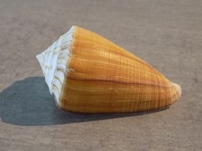 Coquillage : NEW CONIDAE