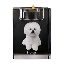 Bichon Frisé, Bichon Bouclé