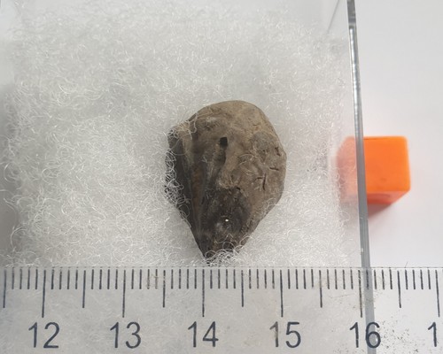 Birostrina sulcata bivalve - birostrina,