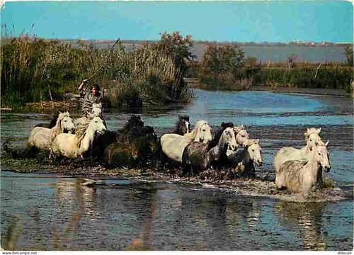 Carte postale animaux - postale,