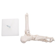  Modèle de joint anatomique de la cheville de la cheville squelette de pied à