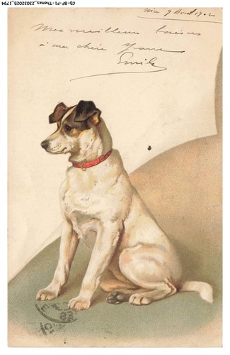 Bfp1 0898 chien jack - cd-bfp1-0898-chien,
