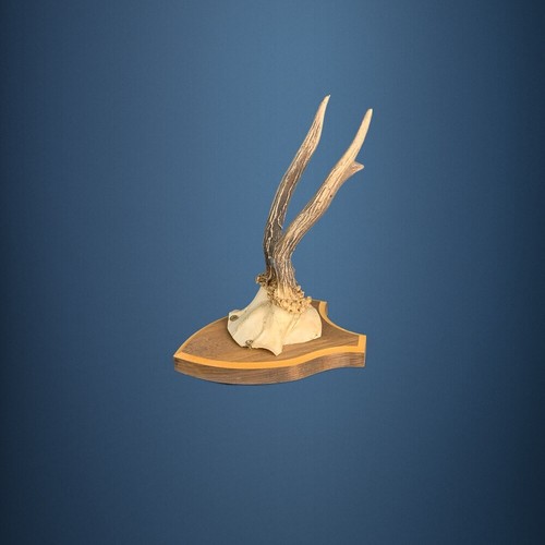 177ca trophée chevreuil - trophée, de