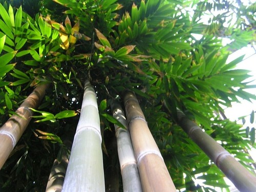 Graines bambusa tulda - 7,
