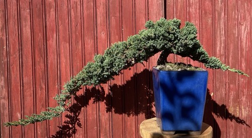 Bonsaï cascade juniperus - bonsaÏ,