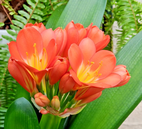Clivia miniata bush lily - clivia,
