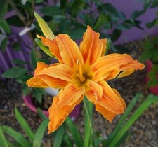 Hemerocallis plantes, Lys de jour, 'Kwanzo', 3 plantes nue racines