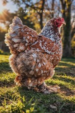 🌟 6 Oeufs Fécondés De