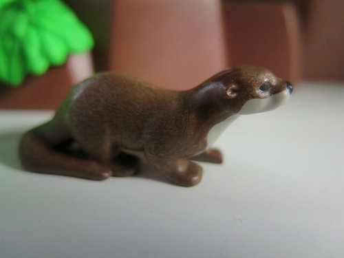 Loutre animal sauvage animaux - animal,
