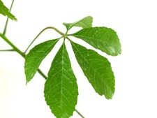 Chorisia speciosa 100-120cm |