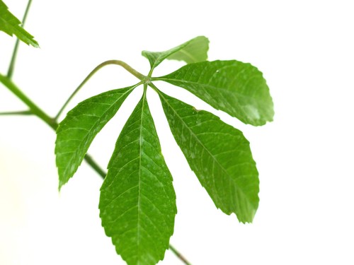 Chorisia speciosa 100 120cm - speciosa, |