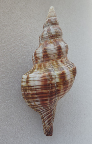 Filifusus filamentosus - filifusus,