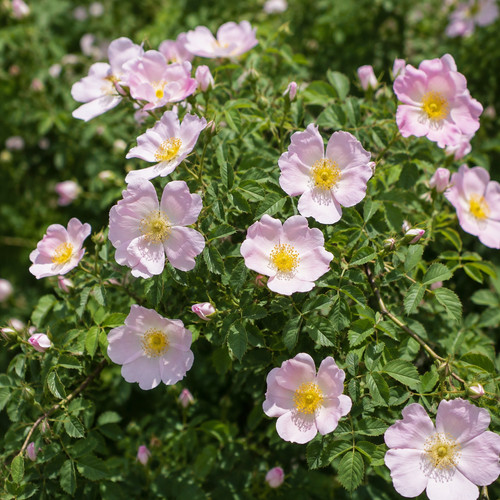 Rosa canina 250 graines - canina,,