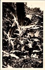 *64731 cpsm Guadeloupe - Banana tree