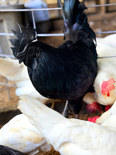 Zombie hatching eggs ayam - zombie,
