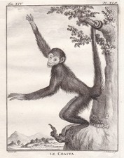 Singe Araignée Rouge-Foncé