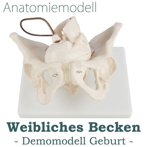Modèle anatomie pelvien - modèle,