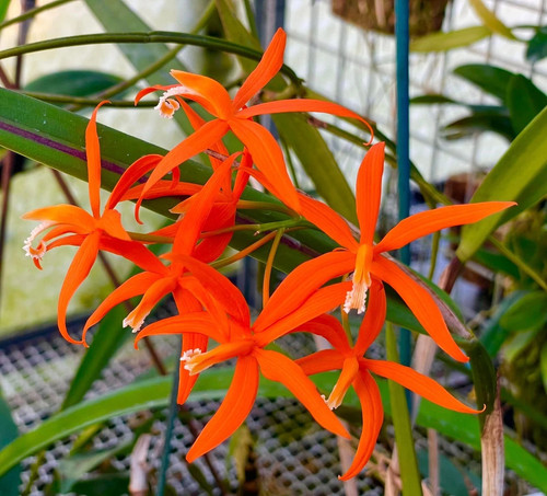 Laelia harpophylla orchid - laelia,