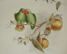 AQUARELLE ORIGINALE OISEAUX