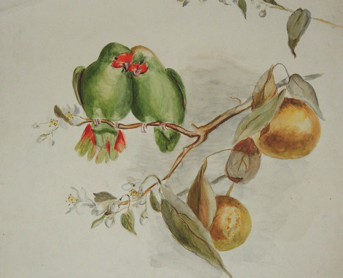 Aquarelle originale oiseaux - originale,